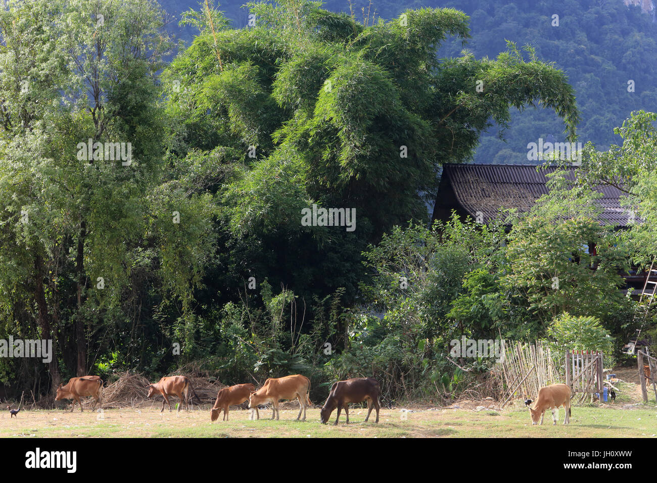 Mountainsides in rural Laos near the town of Vang Vieng. Laos. Stock Photo