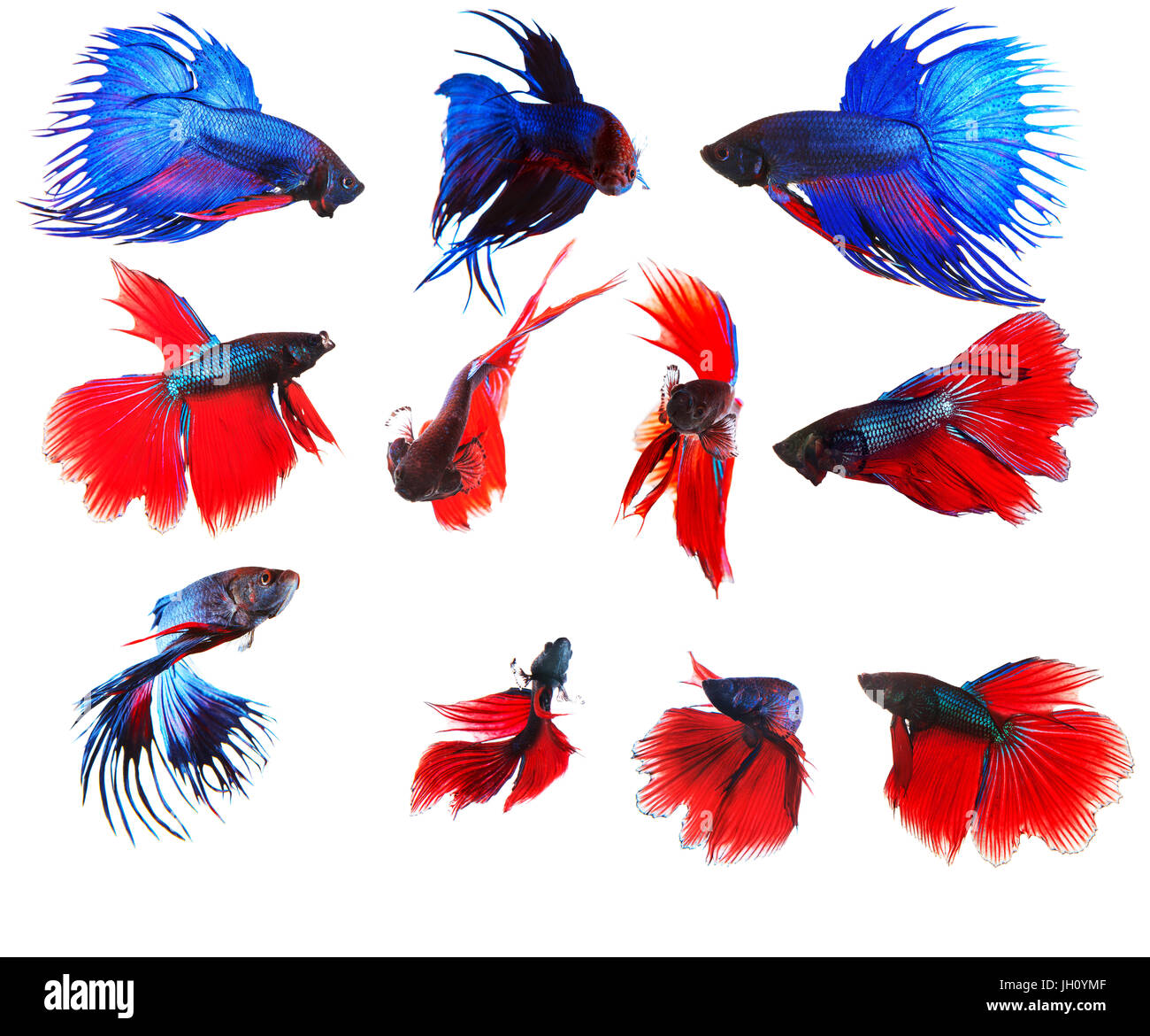 Mixed Of Blue And Red Siamese Fighting Fish Betta Full Body Under Water