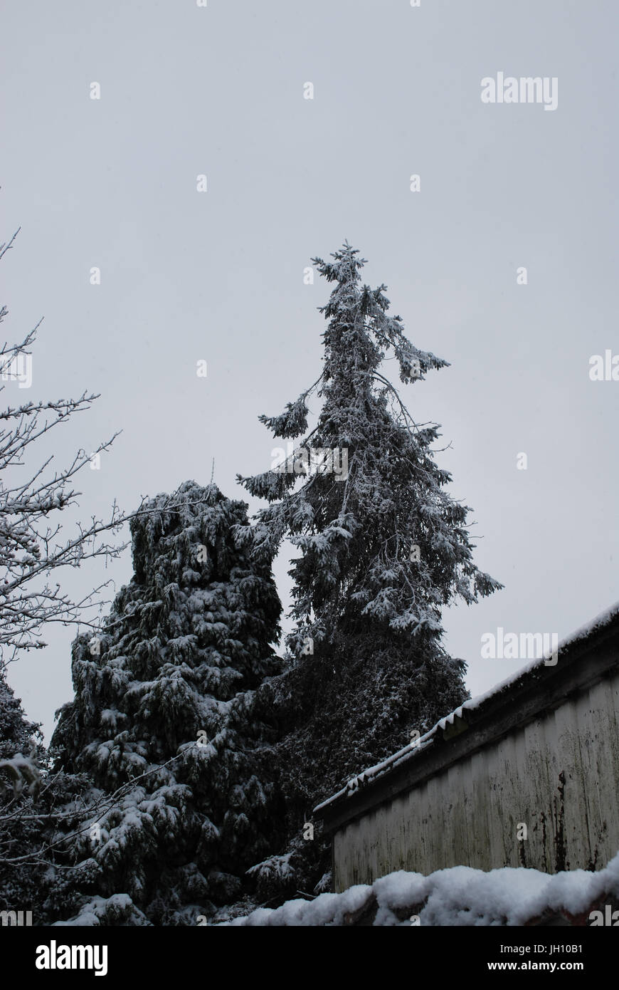 snow covered evergreen trees behind wall Stock Photo Alamy