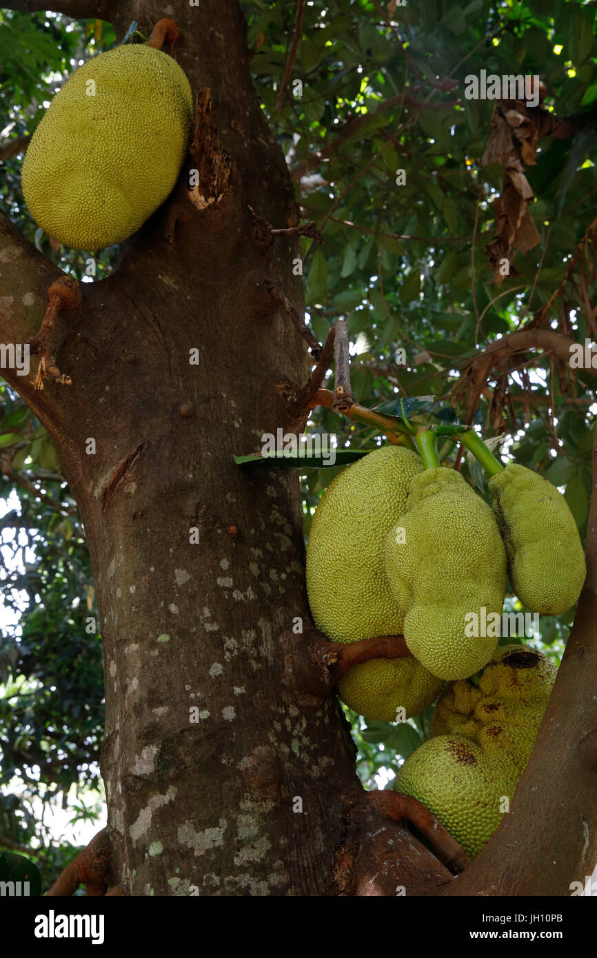 Jackfruit. Uganda. Stock Photo