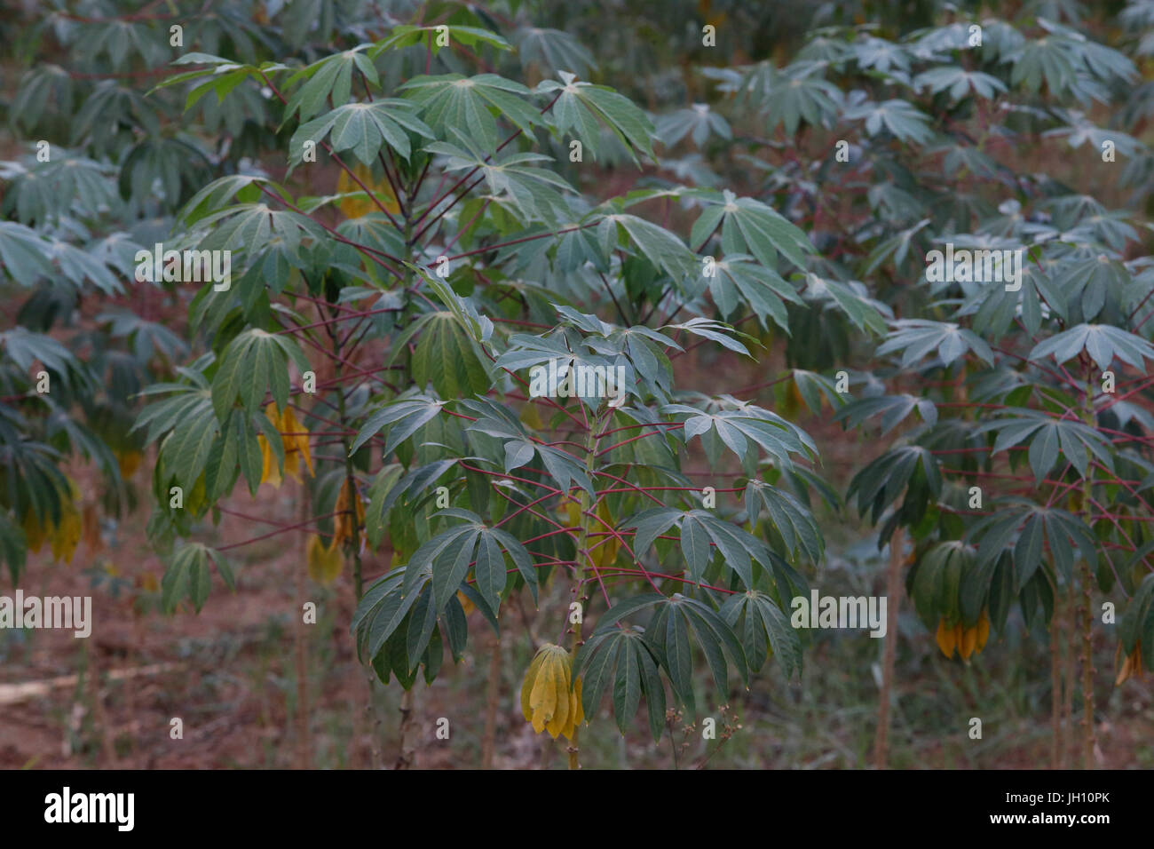 Cassava. Uganda. Stock Photo