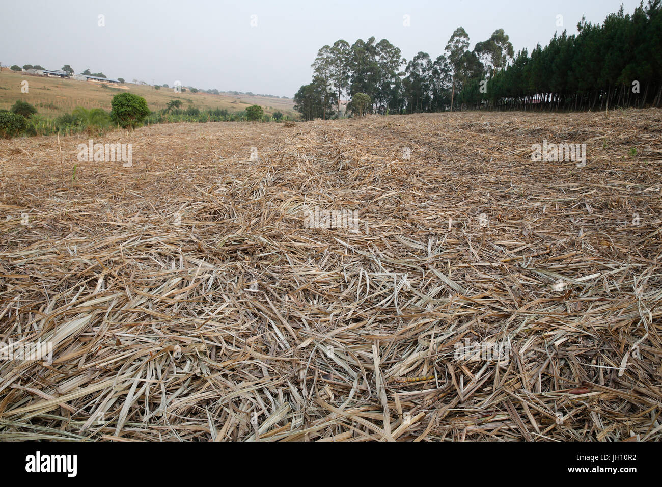 Harvested sugarcane plantation. Uganda. Stock Photo