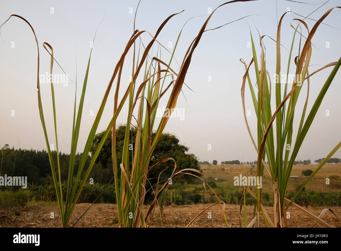 Harvested sugarcane plantation. Uganda. Stock Photo