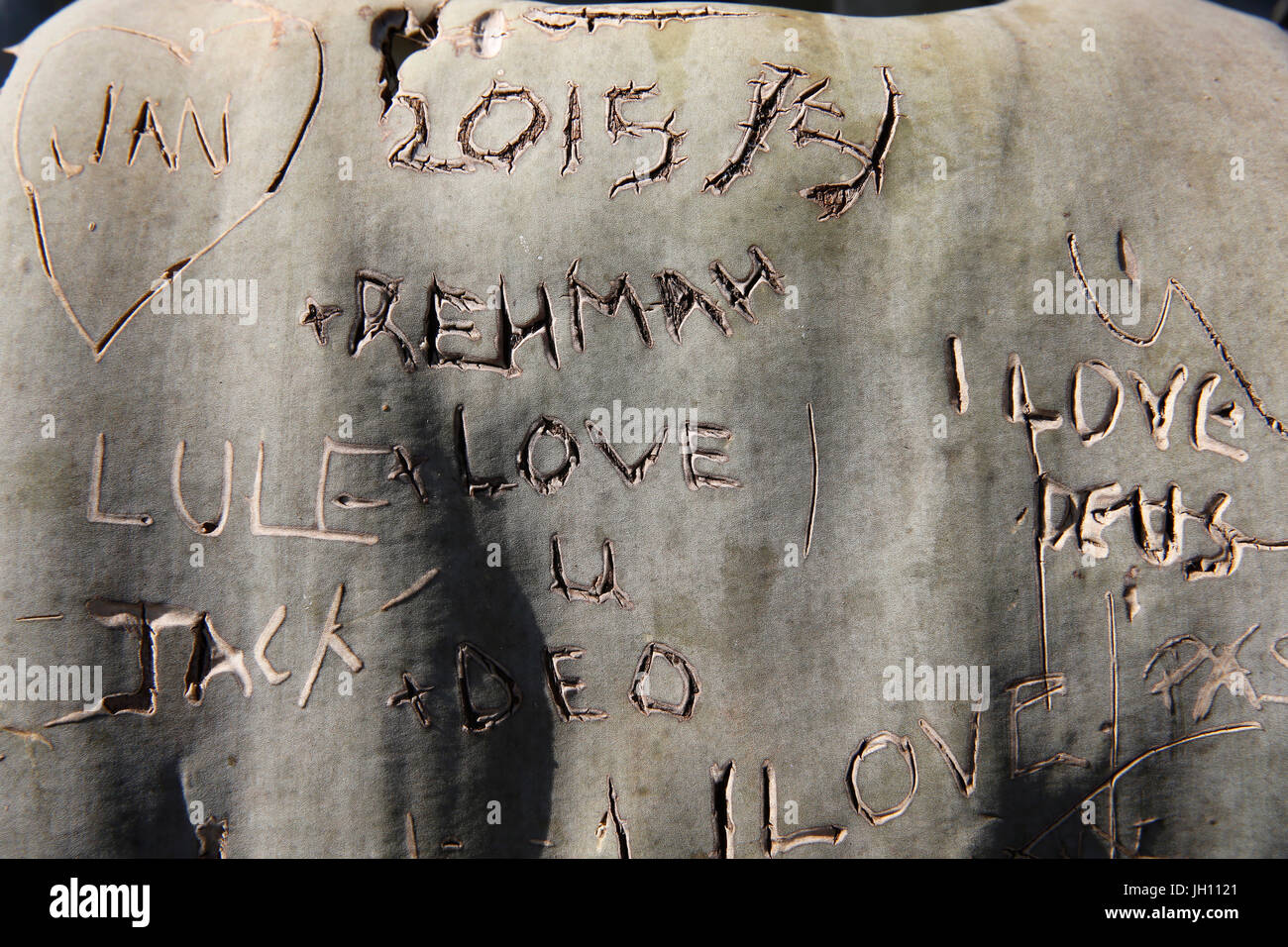 Carved into tree bark hires stock photography and images Alamy