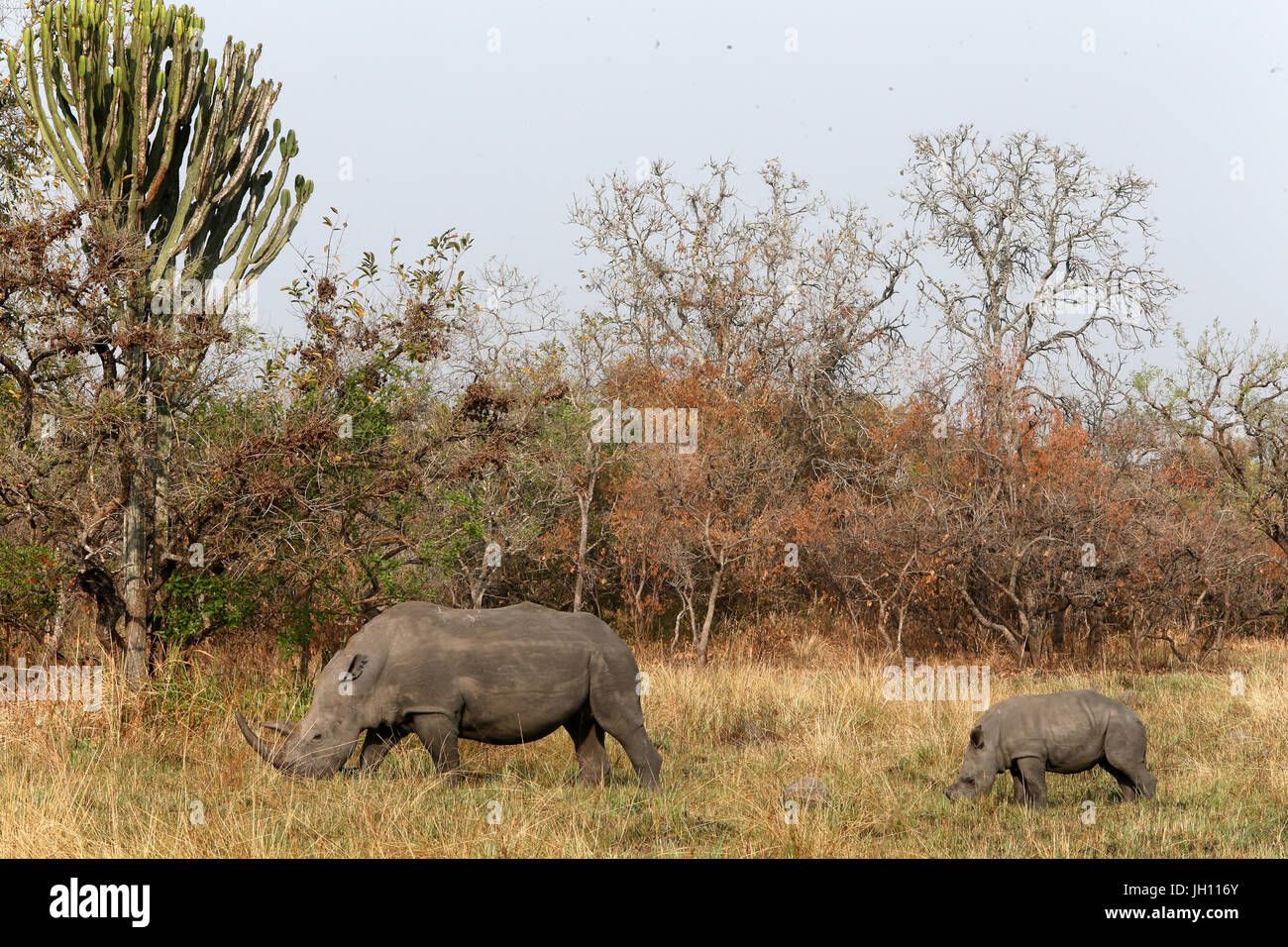 Rhinoceroses in Ziwa national park.  Uganda. Stock Photo