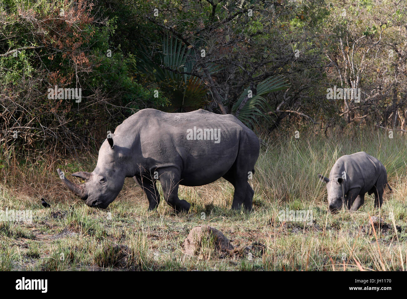 Rhinoceroses in Ziwa national park. Uganda. Stock Photo