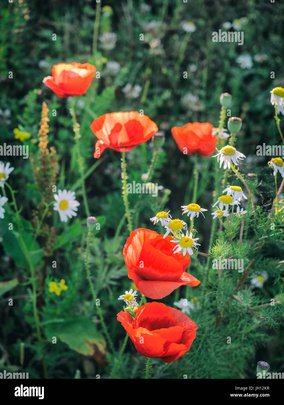 Colorful wildflowers blooming in a rural place in Denmark Stock Photo
