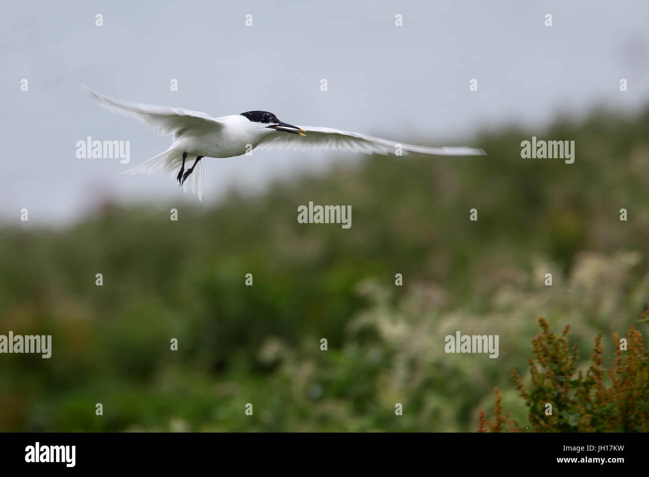 Sandwich Tern (Sterna sandvicensis), adult in flight, Farne Islands, Northumbria, England, UK. Stock Photo
