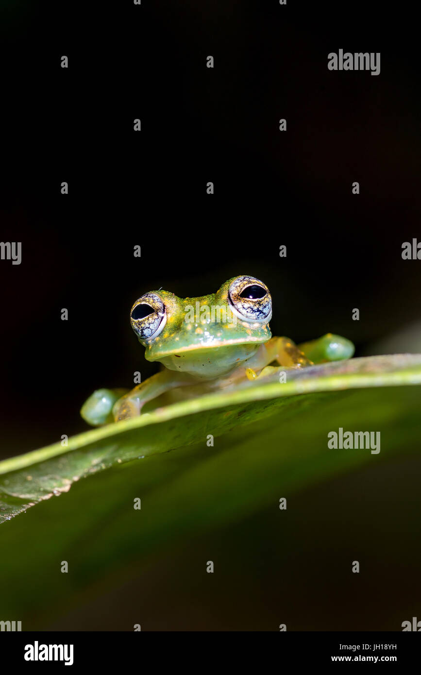 Spotted Glass Frog, “Sachatamia albomaculata”-Sarapiqui, Costa Rica Stock Photo