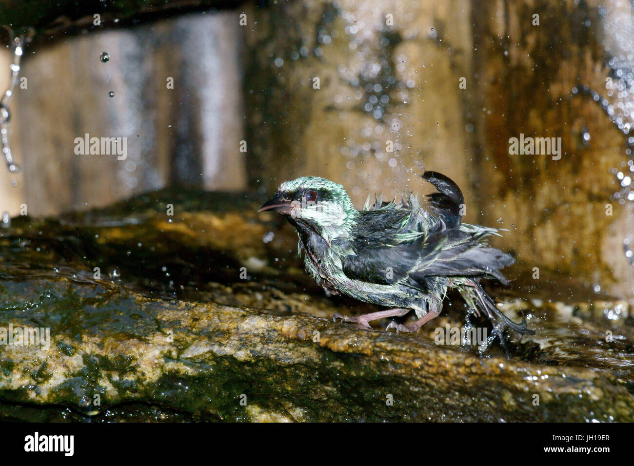 Bird azul hi-res stock photography and images - Page 2 - Alamy