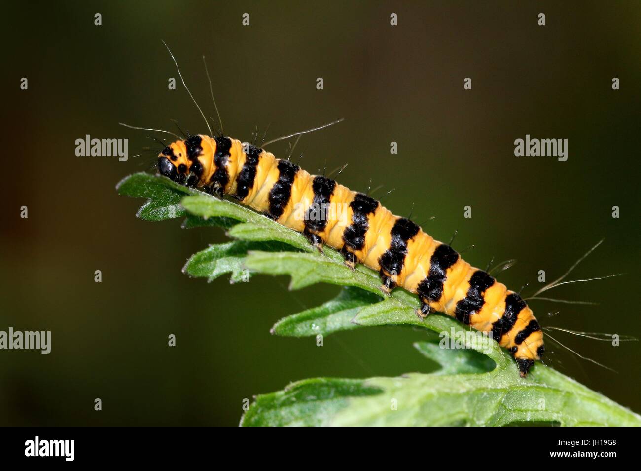 European Cinnabar Moth (Tyria jacobaeae) caterpillar feeding on common ragwort. Stock Photo