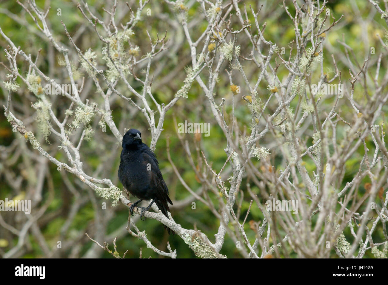 Bird, Graúna, pull-corn,  Ilha do Mel, Encantadas, Paraná, Brazil Stock Photo