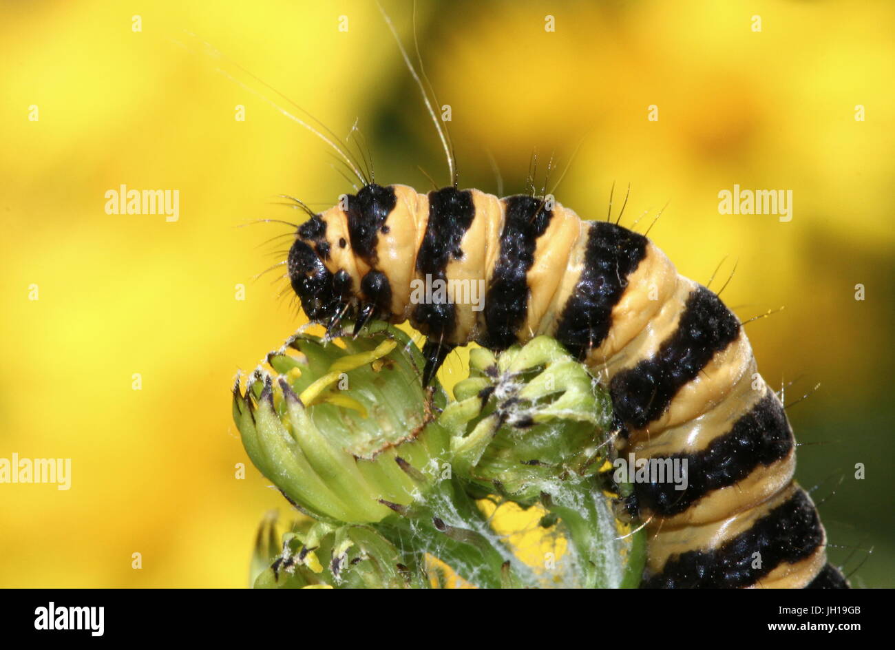 Extreme close up of the head of the European Cinnabar Moth caterpillar (Tyria jacobaeae) feeding on ragwort flowers Stock Photo