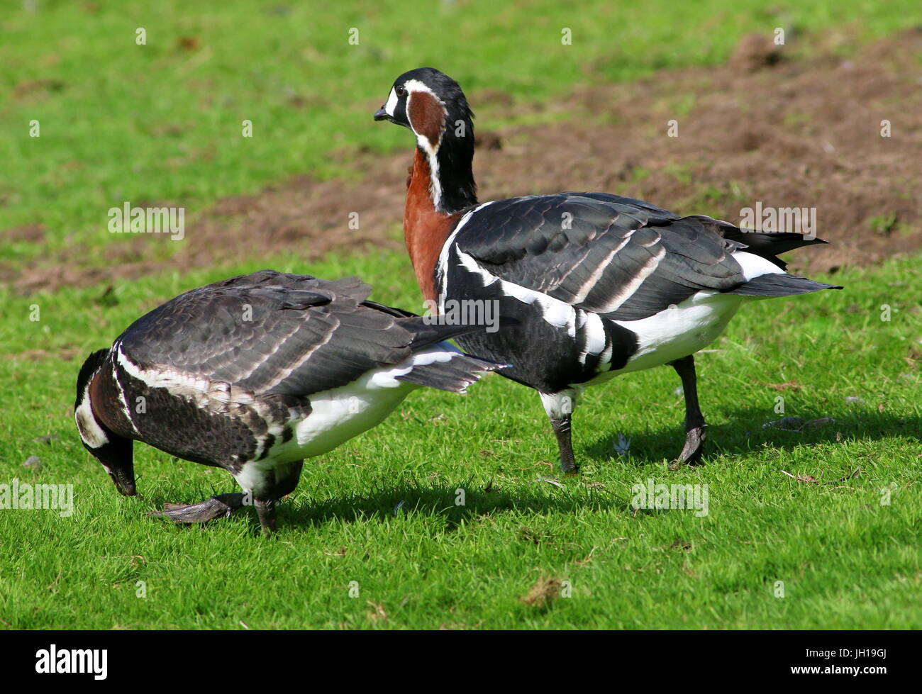 Pair of Eurasian Red-breasted Geese (Branta ruficollis) foraging. Stock Photo