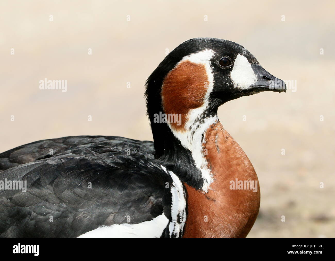 Eurasian Red-breasted Goose (Branta ruficollis), in profile closeup of the head. Stock Photo