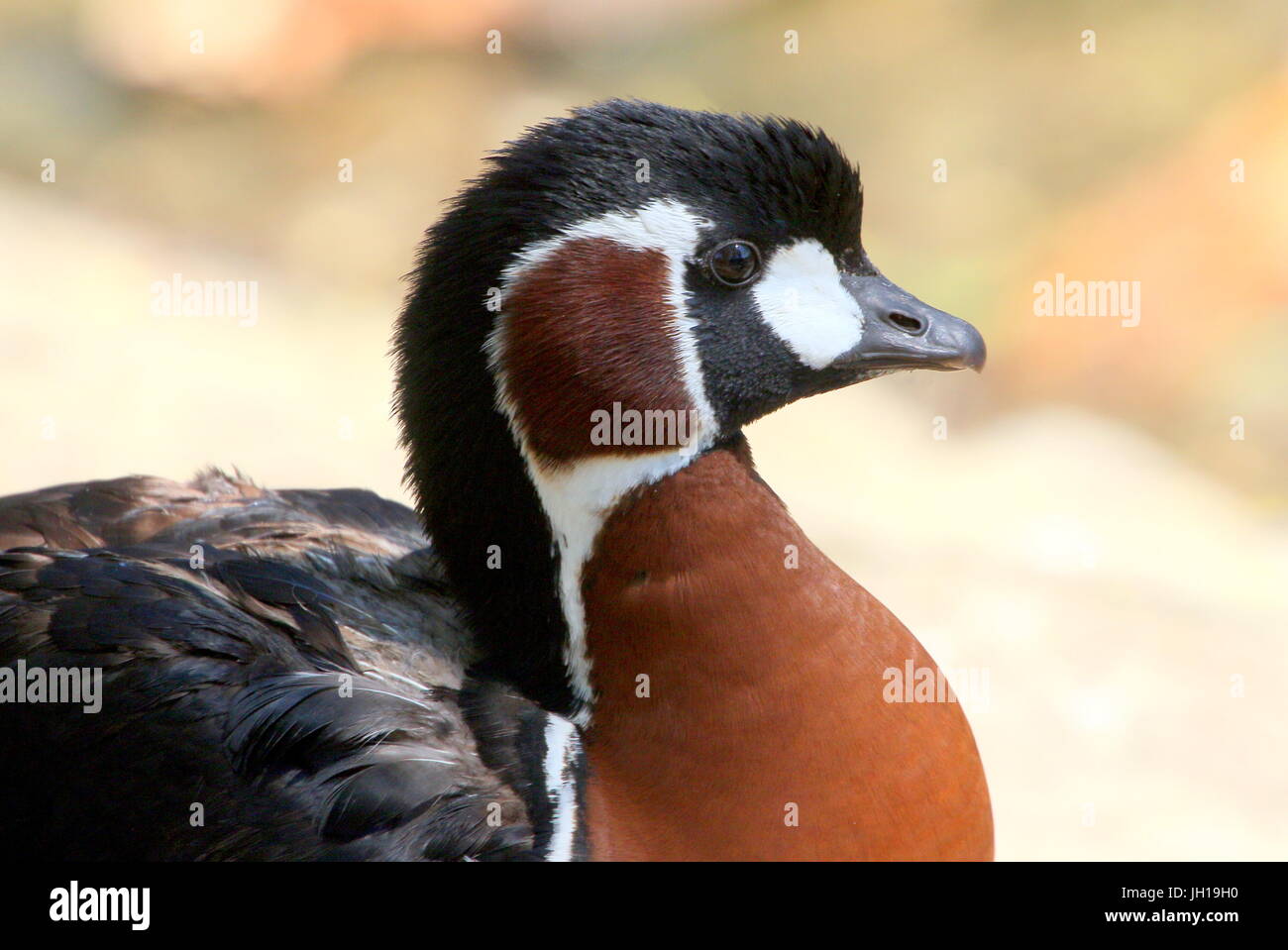 Eurasian Red-breasted Goose (Branta ruficollis), in profile closeup of the head. Stock Photo