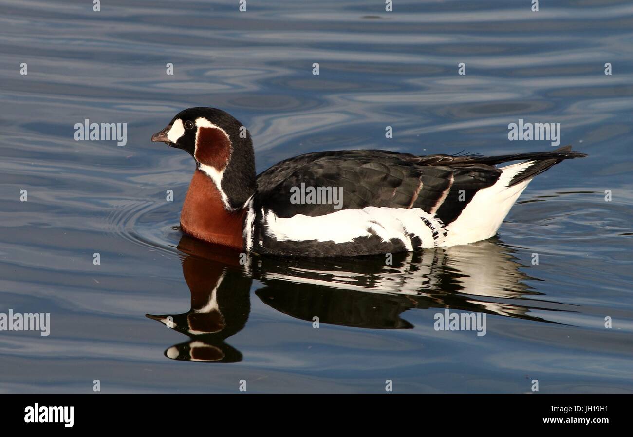 Swimming Eurasian Red-breasted Goose (Branta ruficollis). Stock Photo