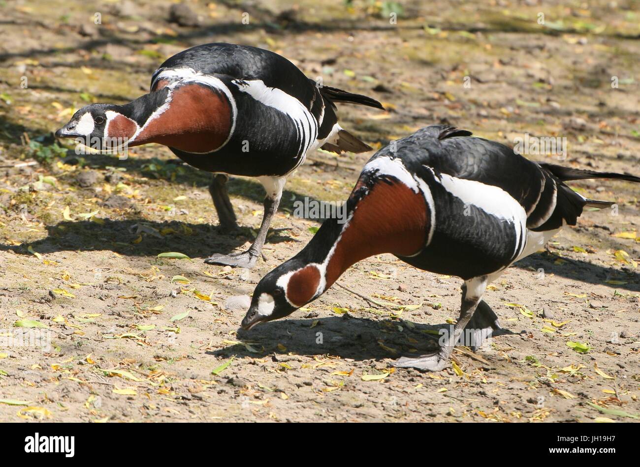 Pair of Eurasian Red-breasted Geese (Branta ruficollis) foraging. Stock Photo