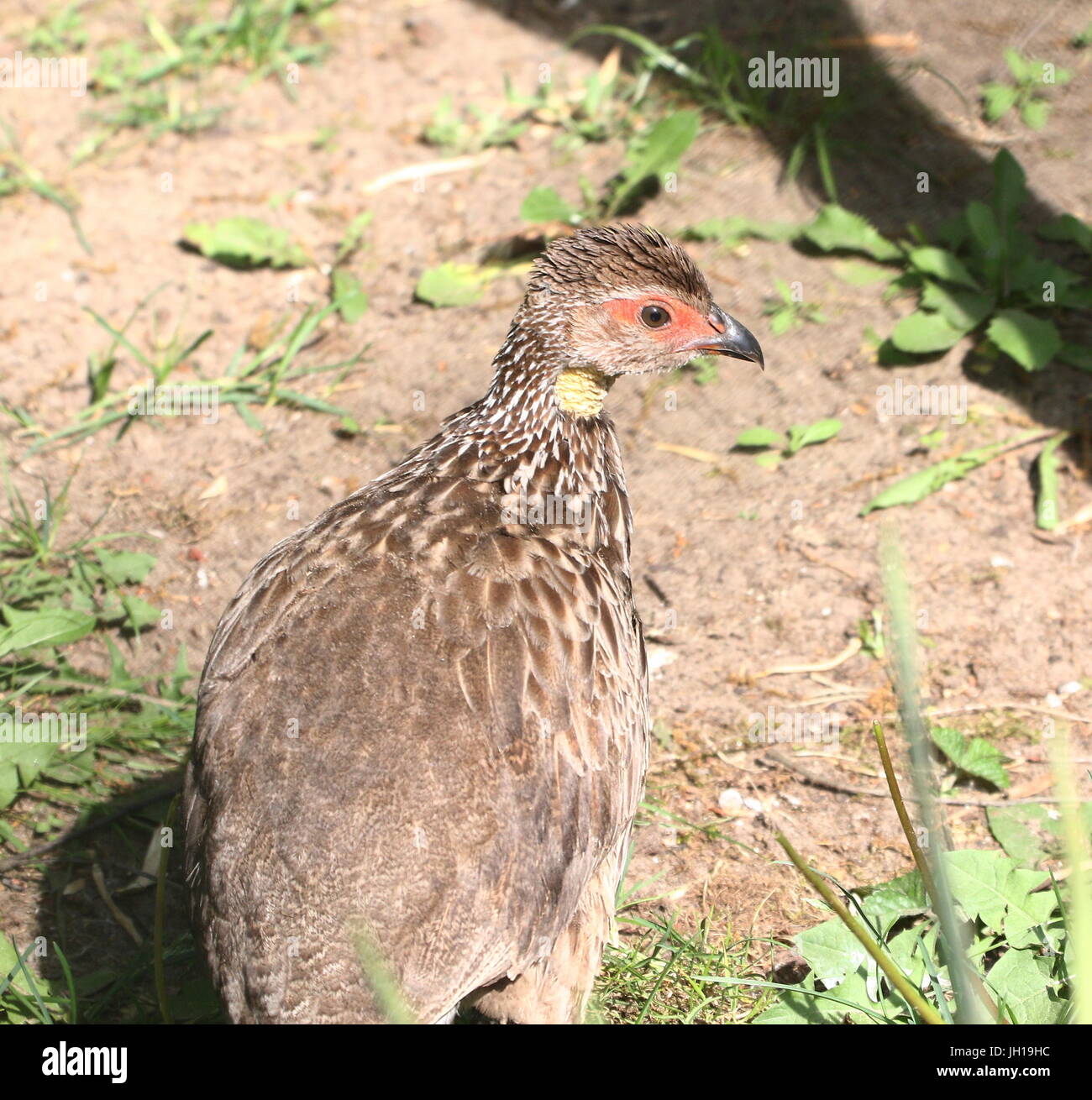 East African Yellownecked spurfowl (Pternistis leucoscepus