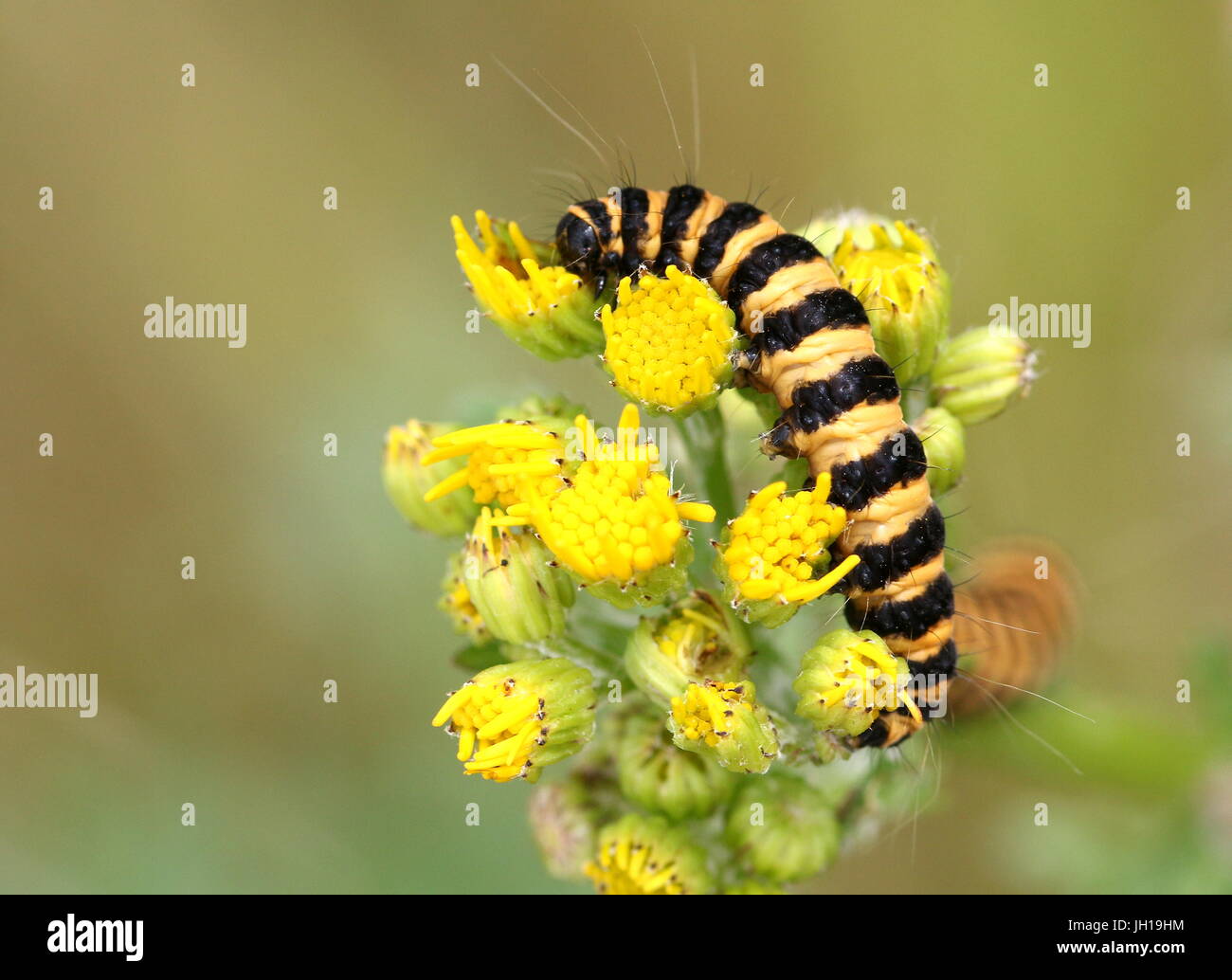 Caterpillar of the European Cinnabar Moth (Tyria jacobaeae) feeding on ragwort flowers Stock Photo