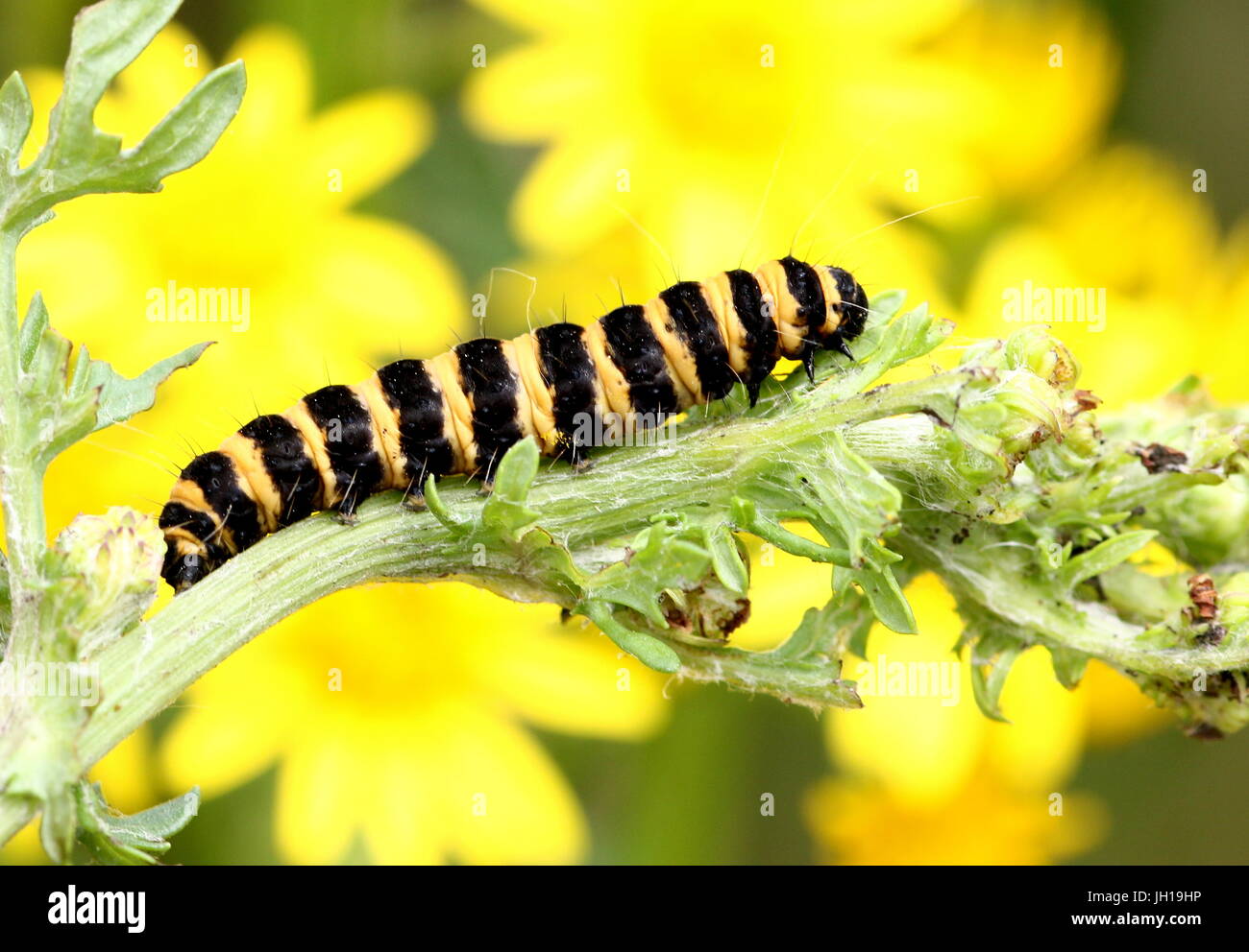 Caterpillar of the European Cinnabar Moth (Tyria jacobaeae) feeding on ragwort flowers Stock Photo