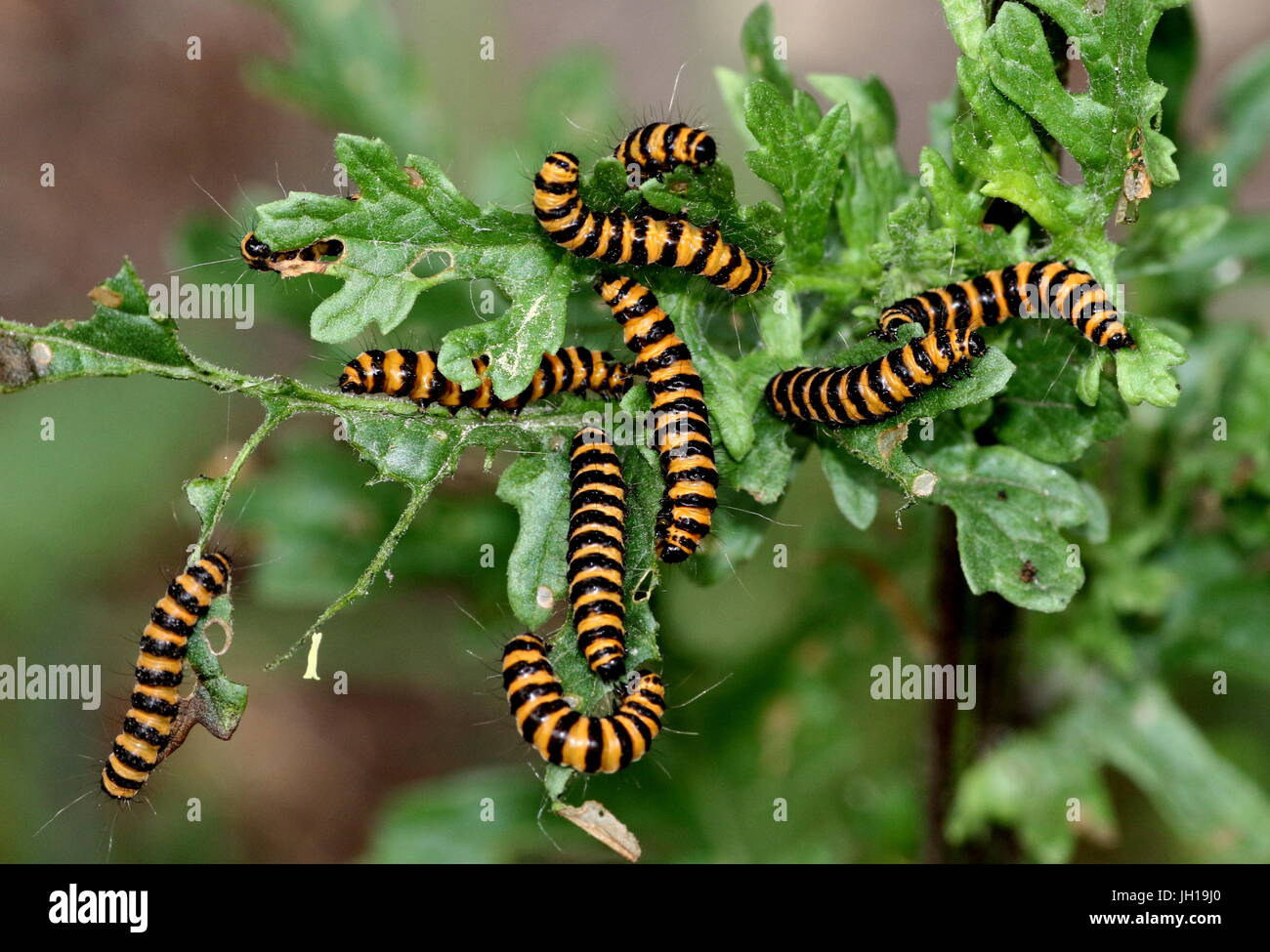 Lots of yellow and black caterpillars of the European Cinnabar Moth (Tyria jacobaeae) feeding on common ragwort. Stock Photo