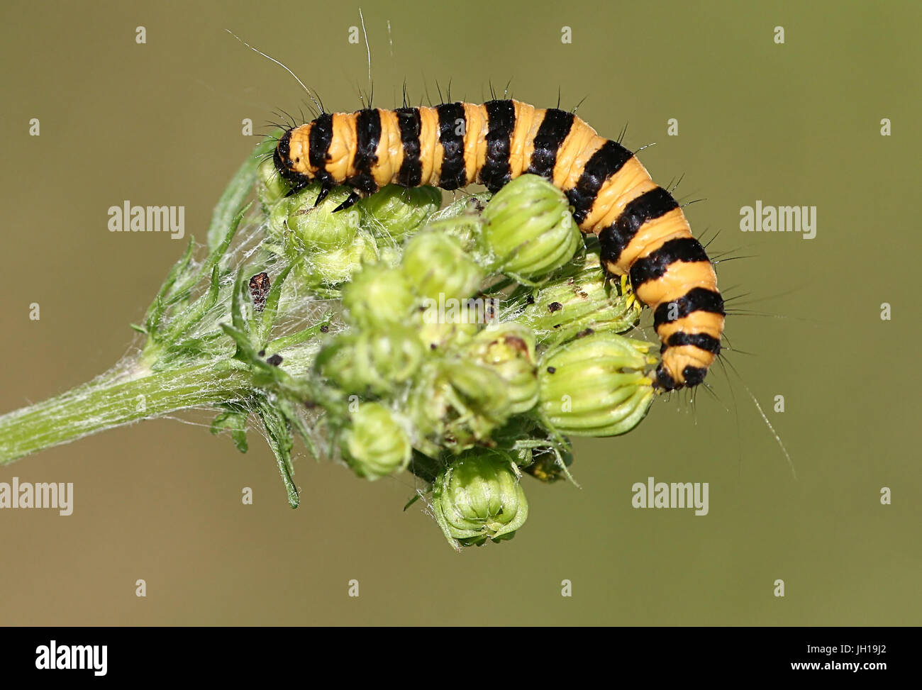 European Cinnabar Moth (Tyria jacobaeae) caterpillar feeding on ragwort flowers Stock Photo