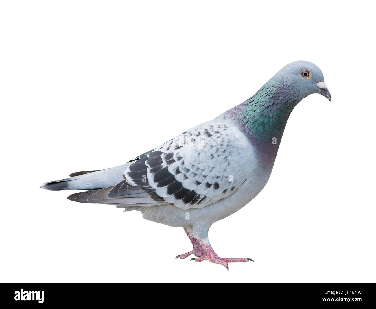close up full body of speed racing pigeon bird blue check color ...