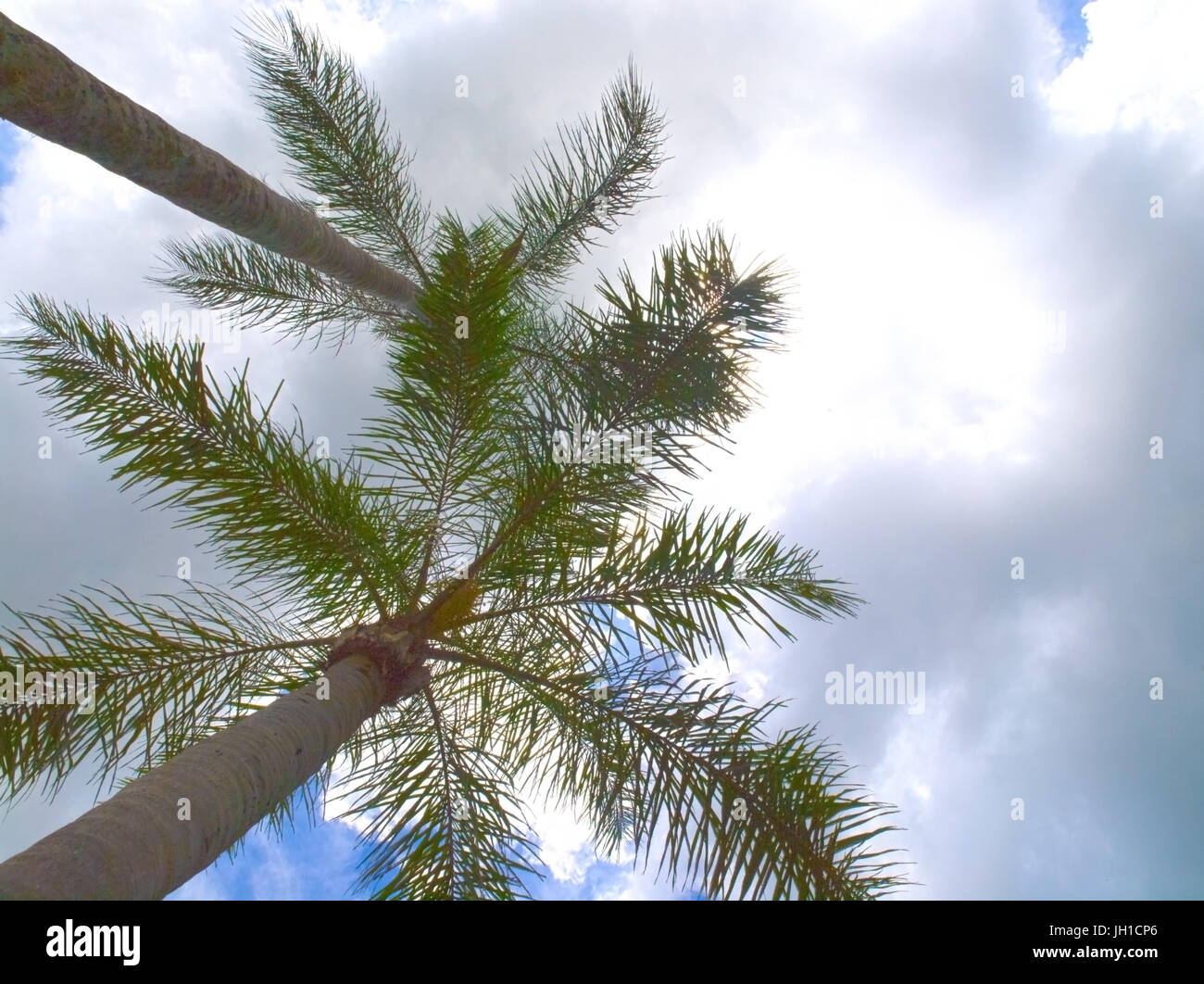 Queen palm tree hi-res stock photography and images - Alamy