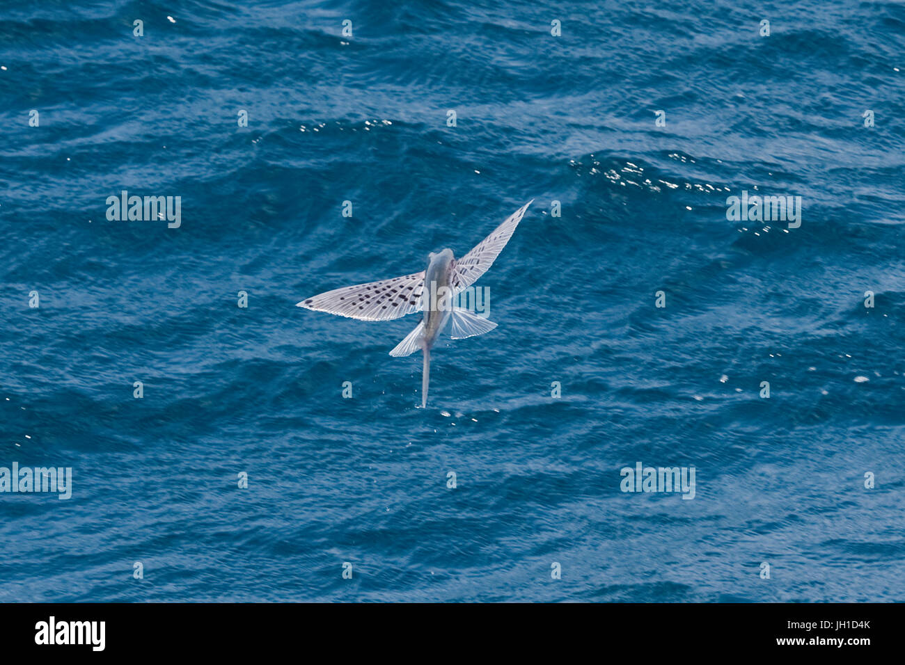 Indian Ocean Flying Fish, in mid air, Maldives, Indian Ocean Stock Photo