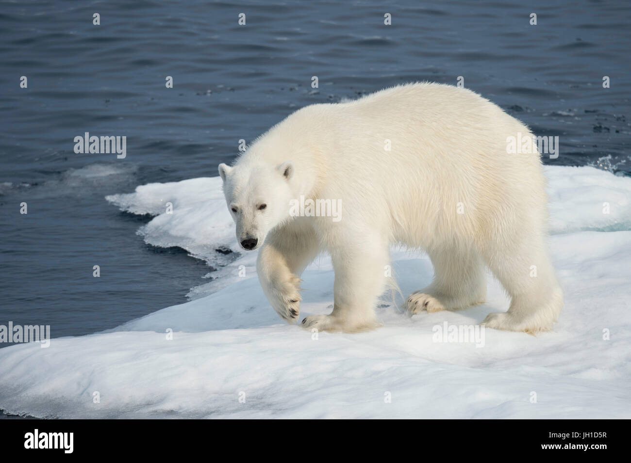 Male Polar Bear, Ursus maritimus, on an iceberg, Baffin Island, Canadian Arctic Stock Photo