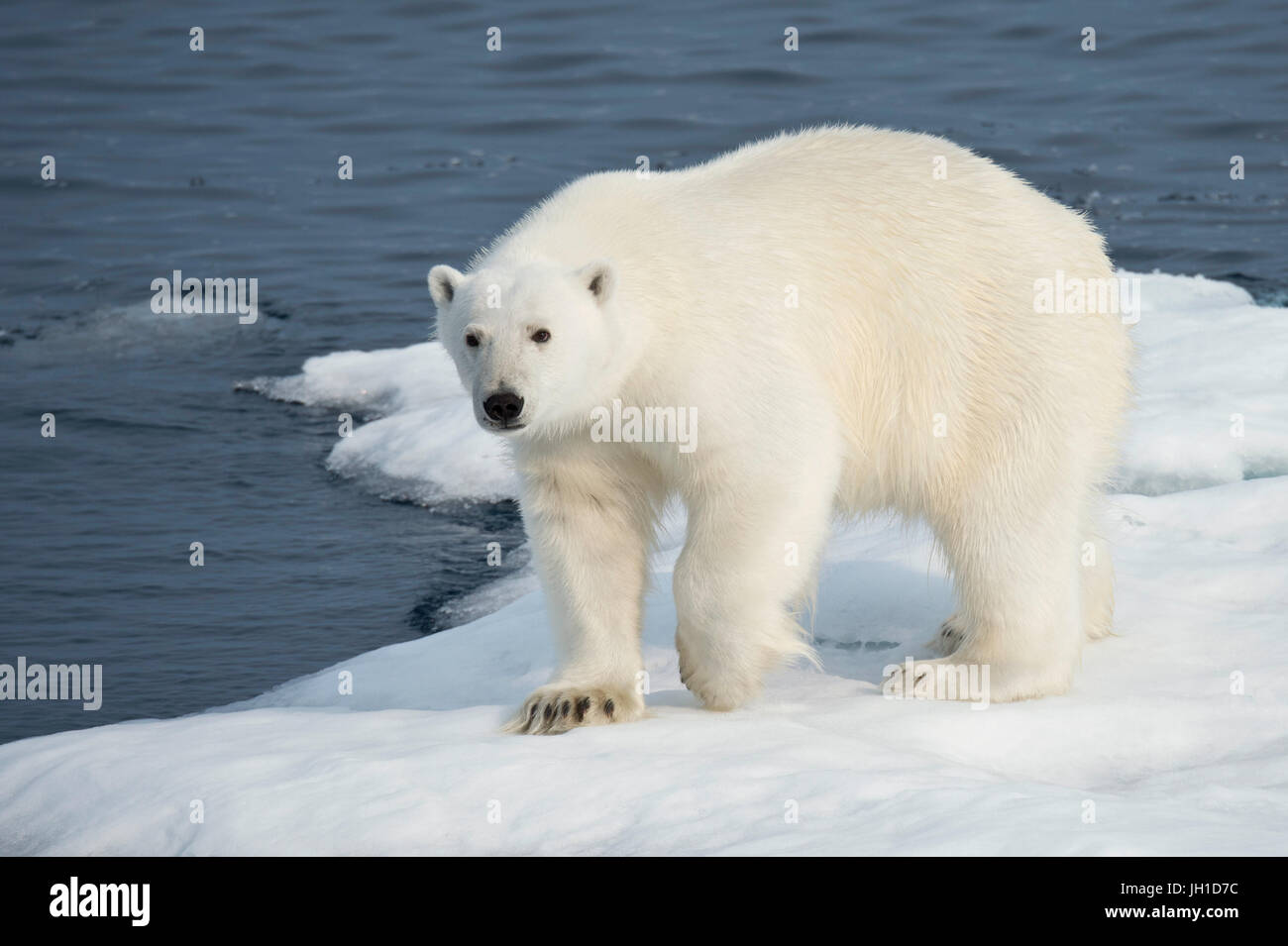 Male Polar Bear, Ursus maritimus, on an iceberg, Baffin Island, Canadian Arctic Stock Photo