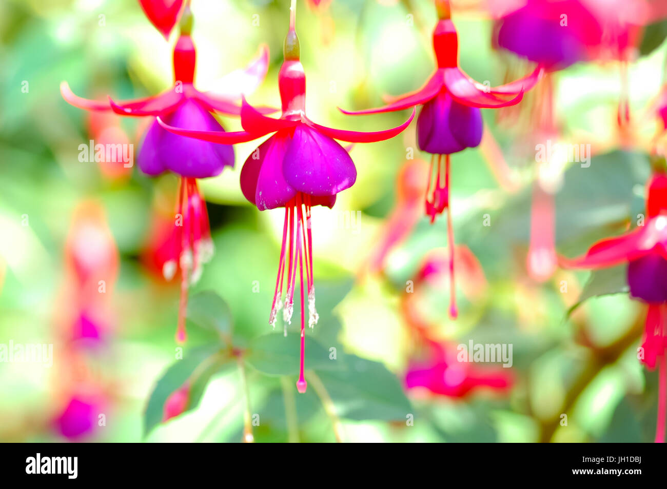 Summer garden colorful flowers hi-res stock photography and images - Alamy