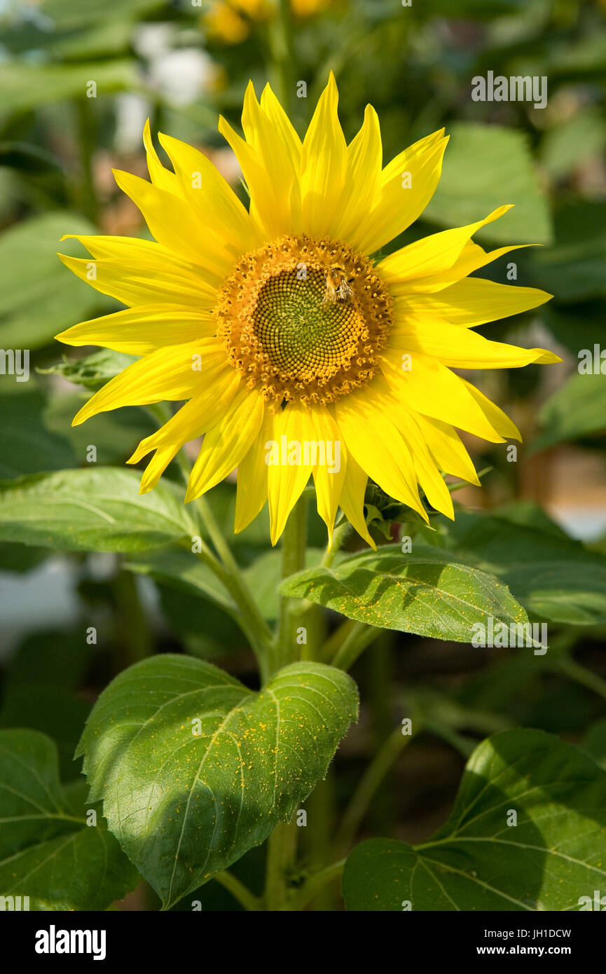 bee collecting pollen from a vivid yellow sunflower plant Stock Photo ...