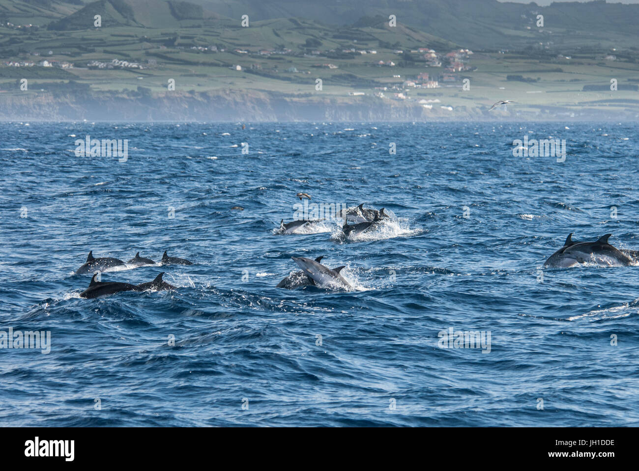 Atlantic spotted dolphin, Stenella frontalis group, porpoising in front of Horta, Faial Island, Azores, Atlantic Ocean Stock Photo