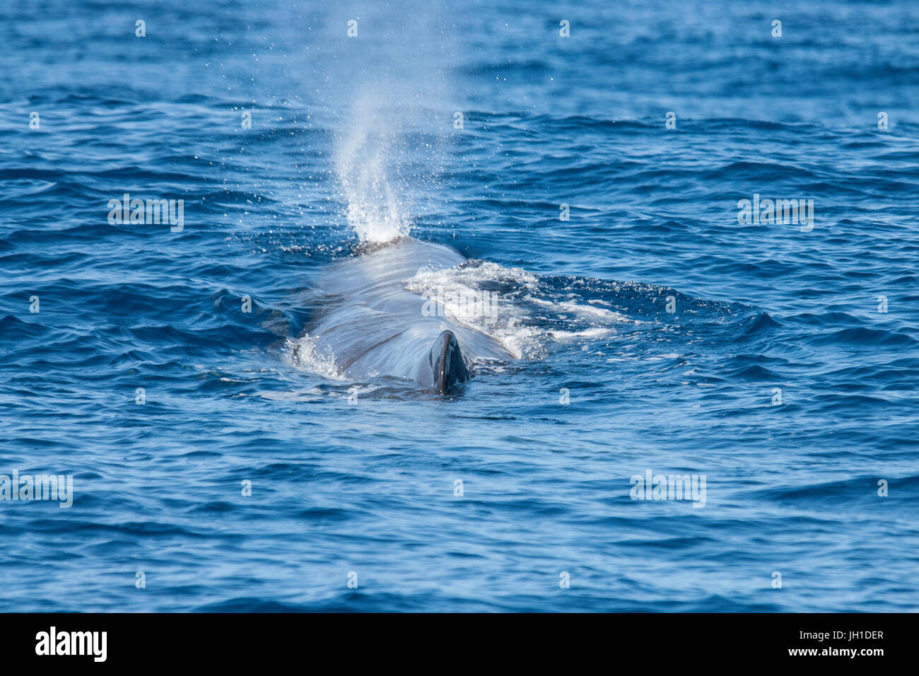 Sperm whale, Physeter macrocephalus, cachalot or Pottwal, blowing at surface, Azores, Atlantic Ocean Stock Photo