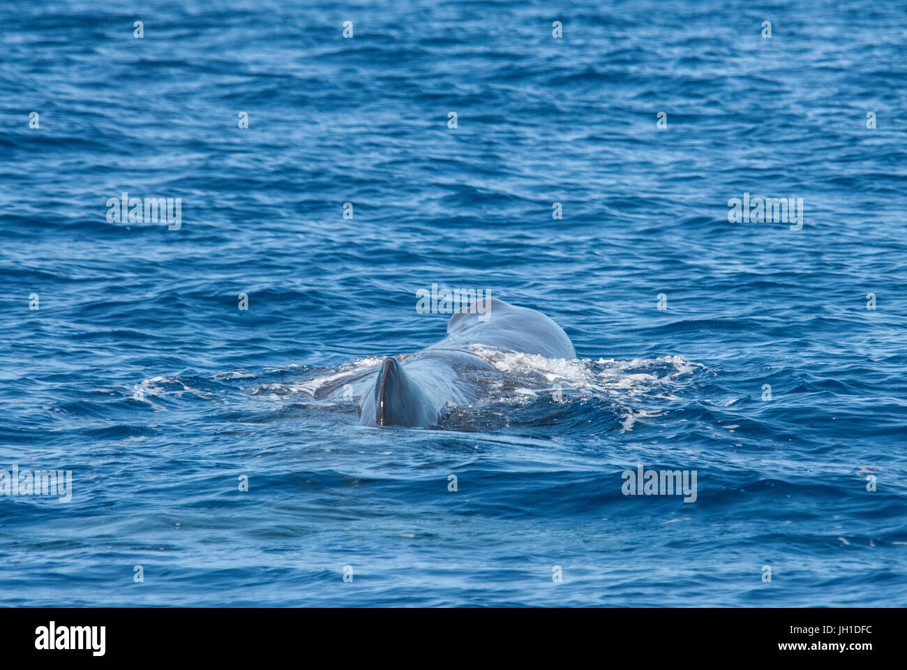 Sperm whale, Physeter macrocephalus, cachalot or Pottwal, at surface, Azores, Atlantic Ocean Stock Photo