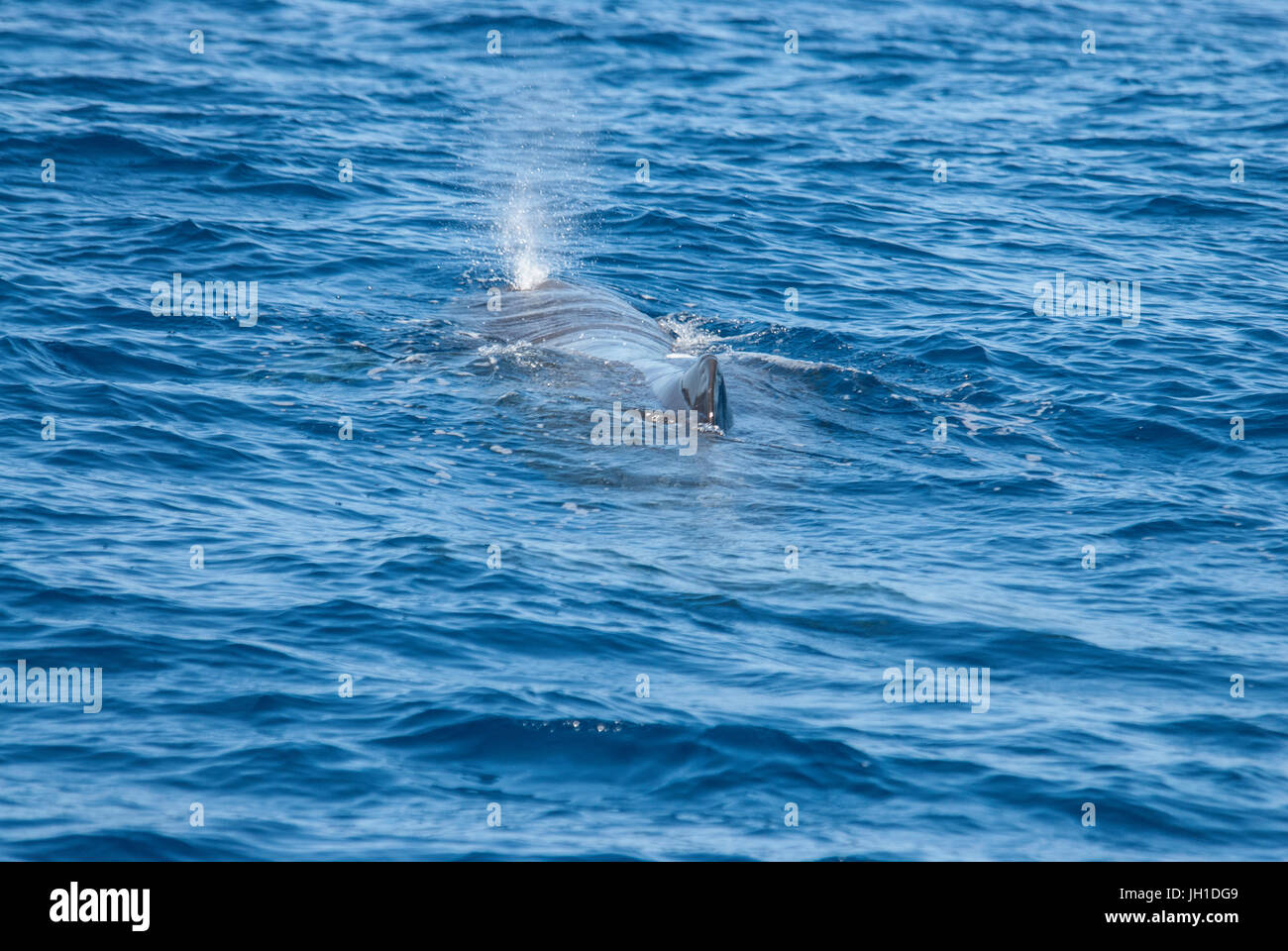Sperm whale, Physeter macrocephalus, cachalot or Pottwal, blowing at surface, Azores, Atlantic Ocean Stock Photo