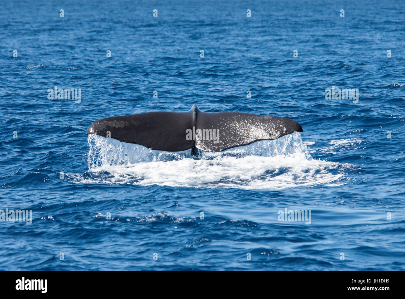 Sperm whale, Physeter macrocephalus, cachalot or Potwal, fluking at surface, Azores, Atlantic Ocean Stock Photo