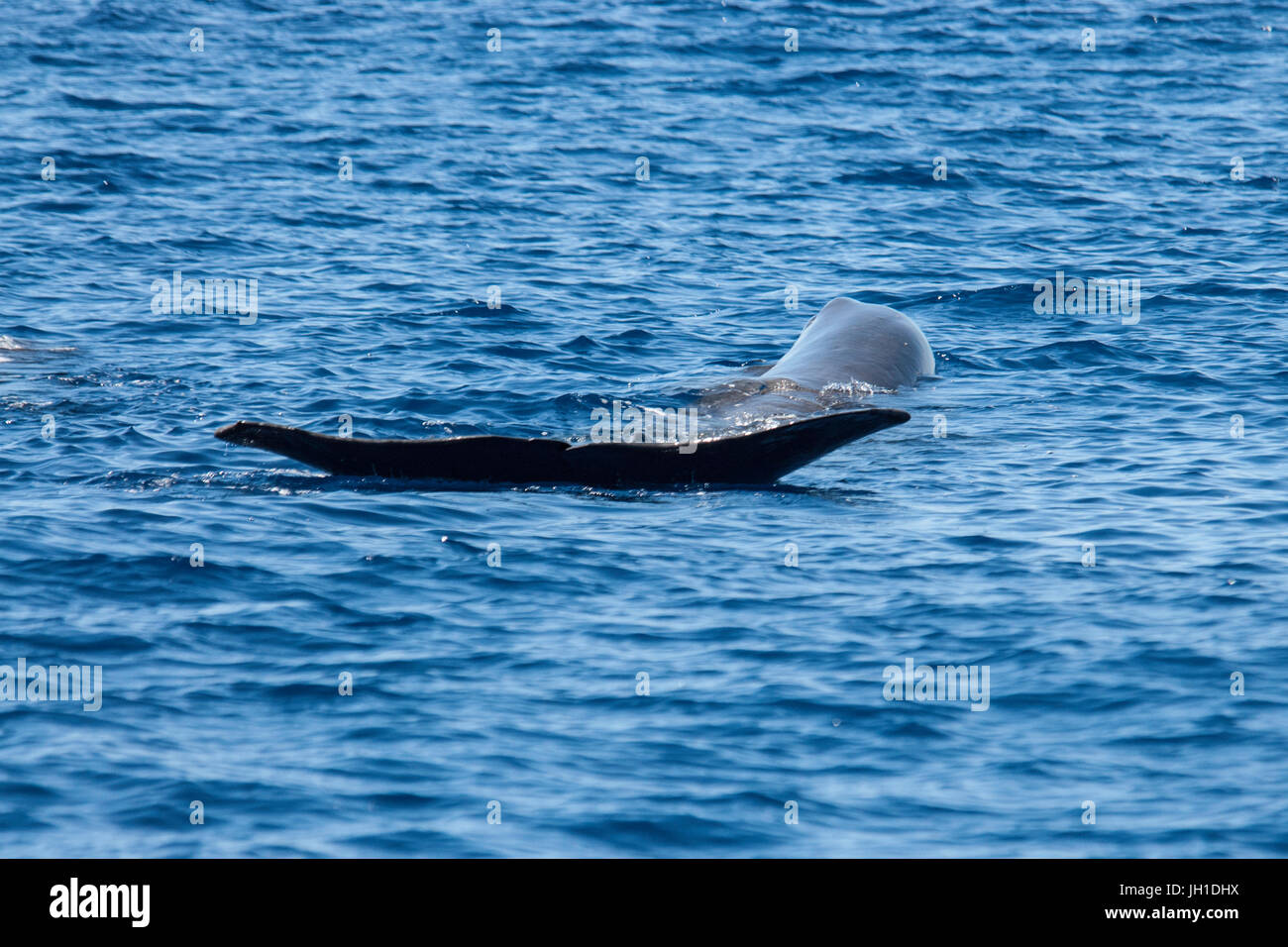 Sperm whale, Physeter macrocephalus, cachalot or Pottwal, stretching at surface, showing tail flukes, Azores, Atlantic Ocean Stock Photo