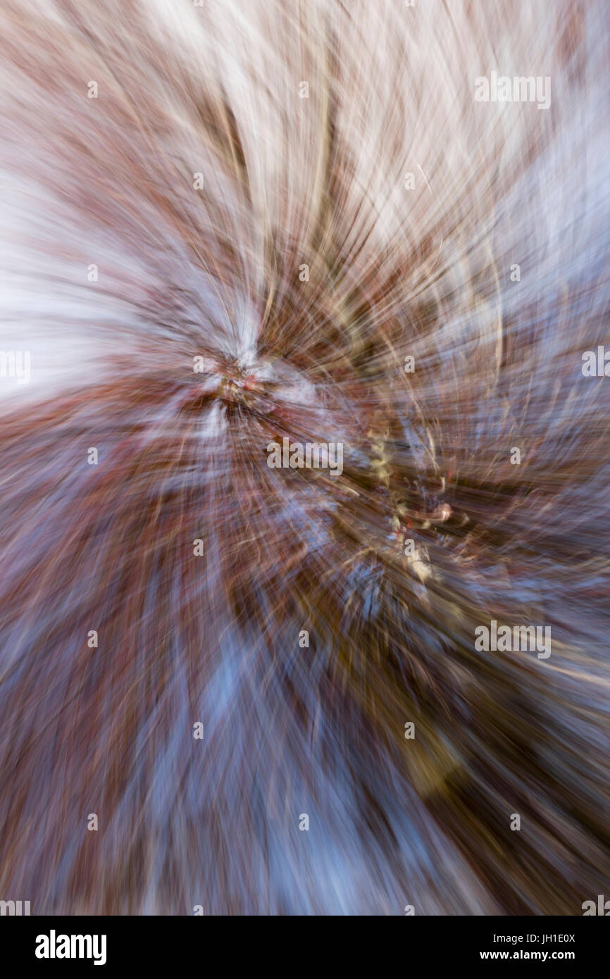 Abstract of a Spring Tree in Bloom. In Camera Effect Stock Photo Alamy