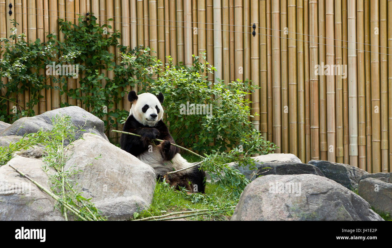 Panda at Toronto Zoo in Canada Stock Photo Alamy