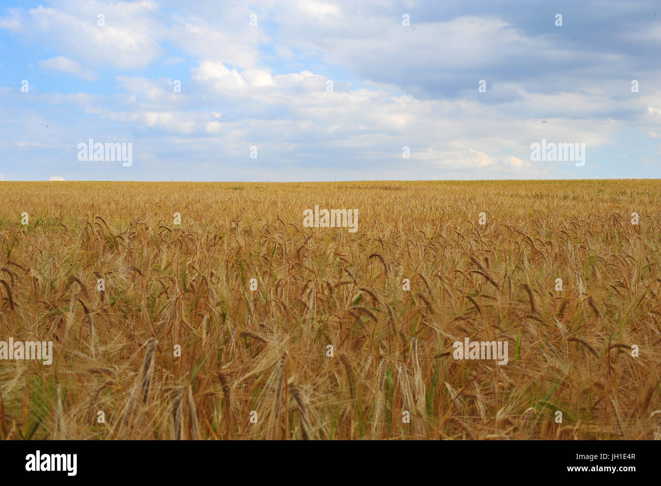 A crop of wheat in a field in Galleywood, Essex. Stock Photo