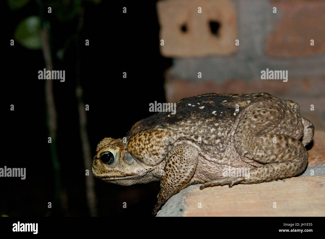 Puff Marinus, toad, Lençois, Atins, Maranhão, Brazil Stock Photo