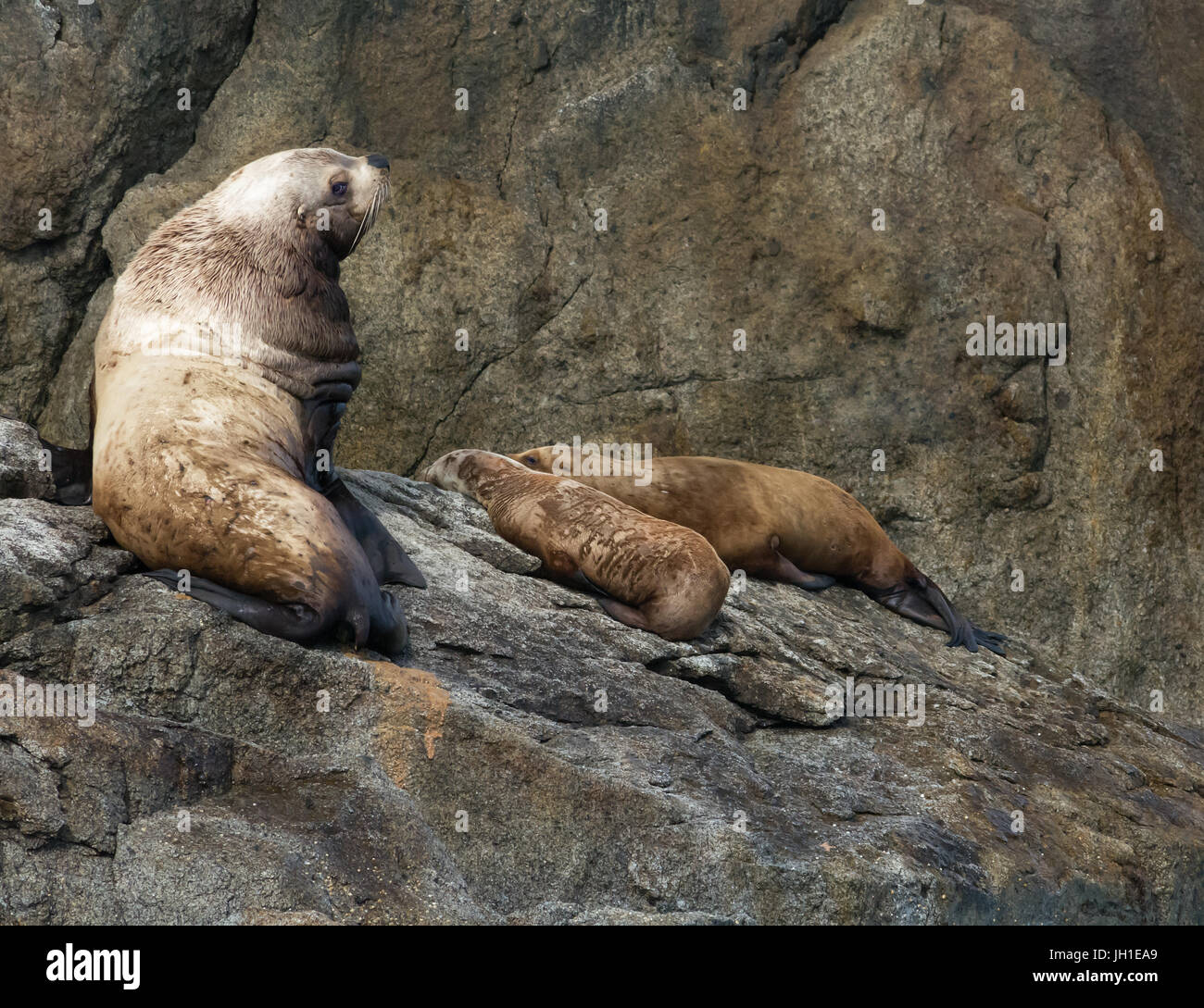 While protecting his harem, a sea lion bulls stares over this shoulder. Stock Photo