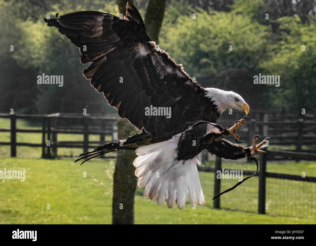 Bald Eagle landging Stock Photo