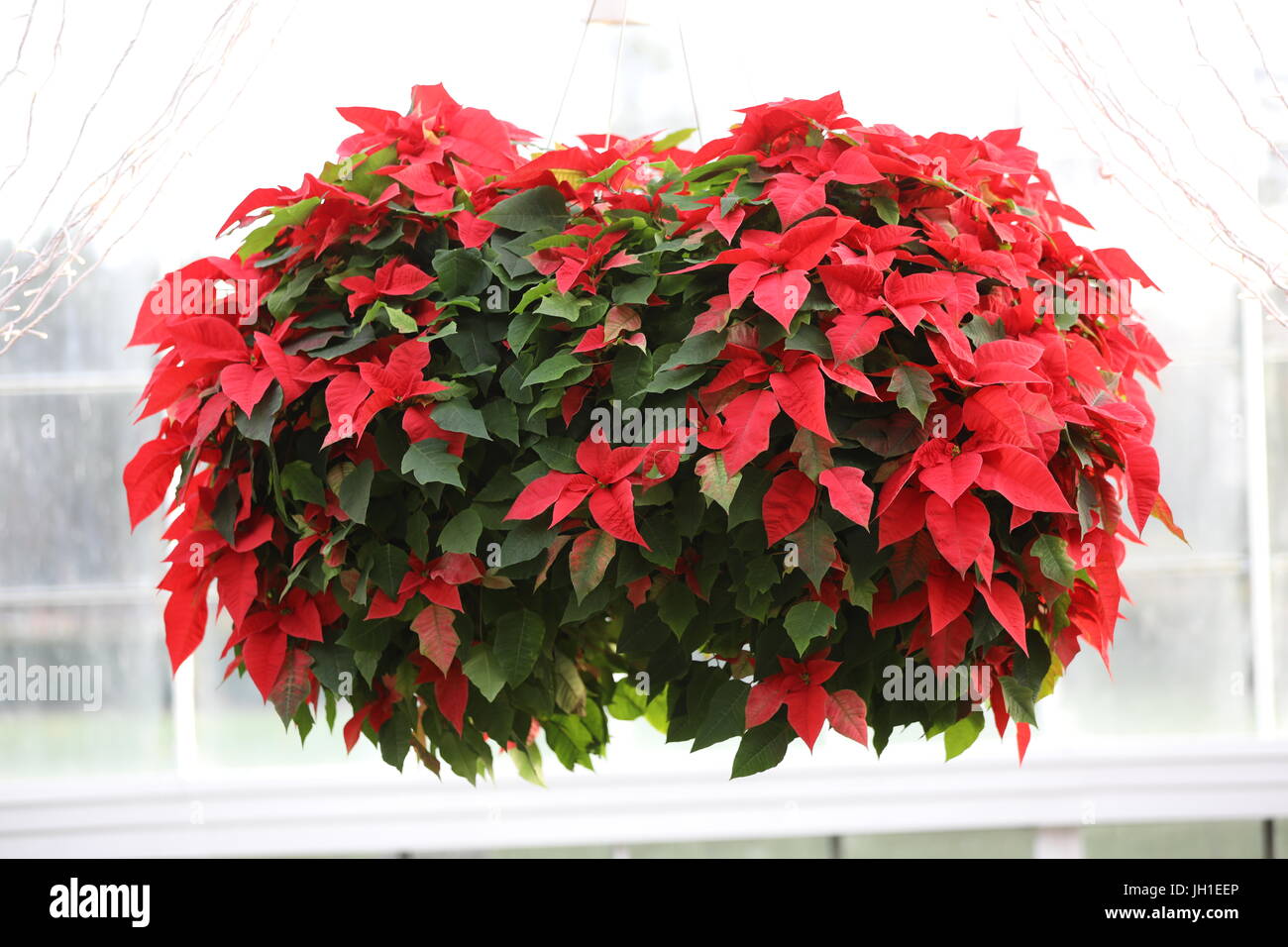 Tropical red flower hi-res stock photography and images - Alamy