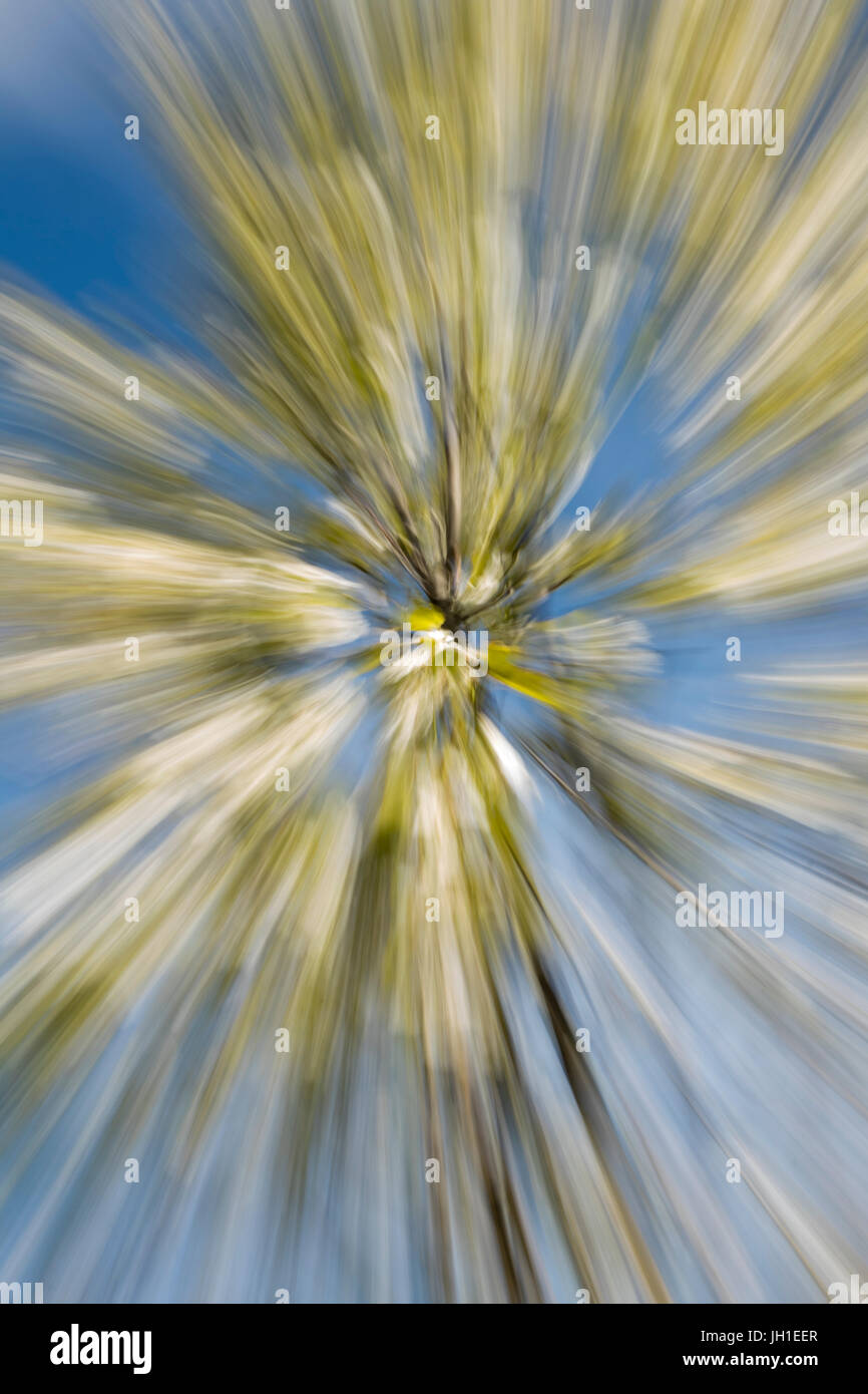 Abstract of a Spring Tree in Bloom. In Camera Effect Stock Photo Alamy