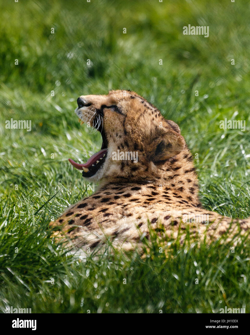 cheetah laying Stock Photo