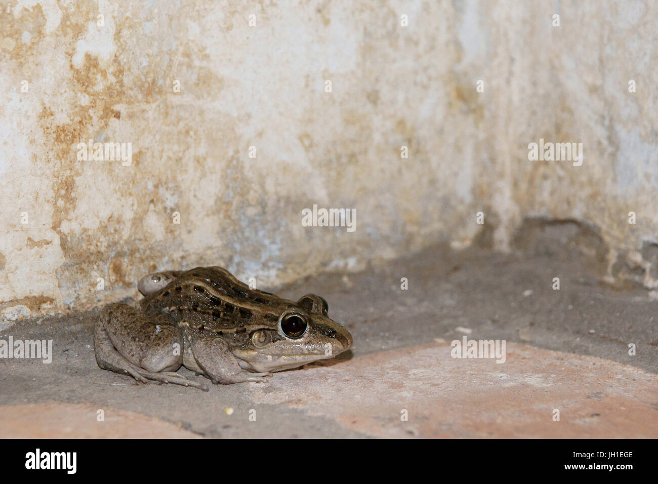 Frog butter hires stock photography and images Alamy